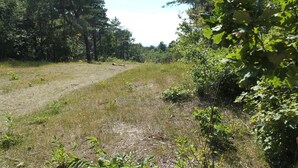 Un espace naturel en plein air, avec un sentier de terre, entouré d’arbres denses et d’une végétation luxuriante.