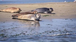 A beach with several seals resting on the sand and water. - Villa Oesterdam Deluxe 6 Persons (Tholen)