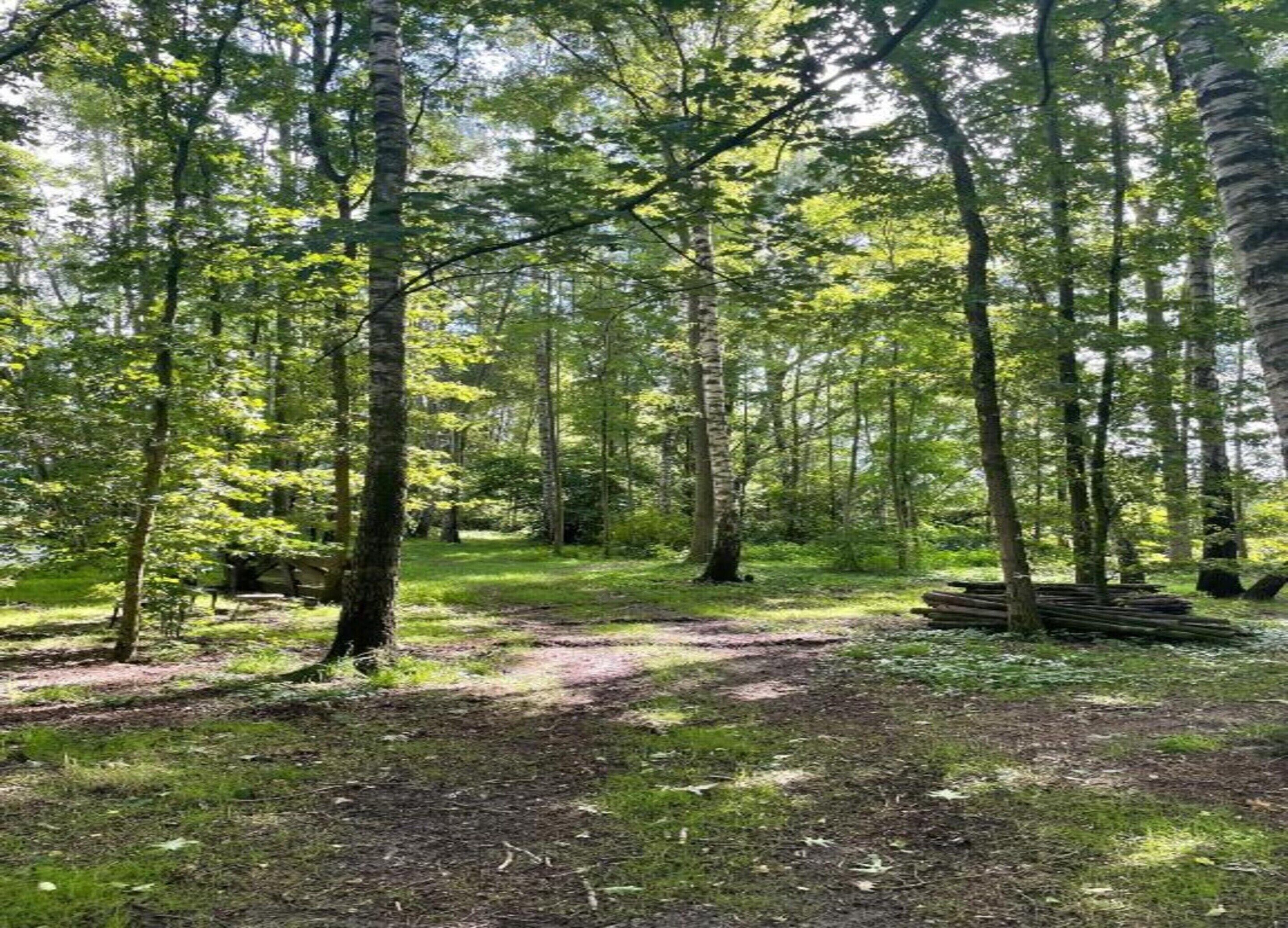 A forested area with a dirt path and a stack of logs.