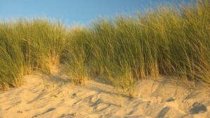 Una playa arenosa con hierba alta al frente.