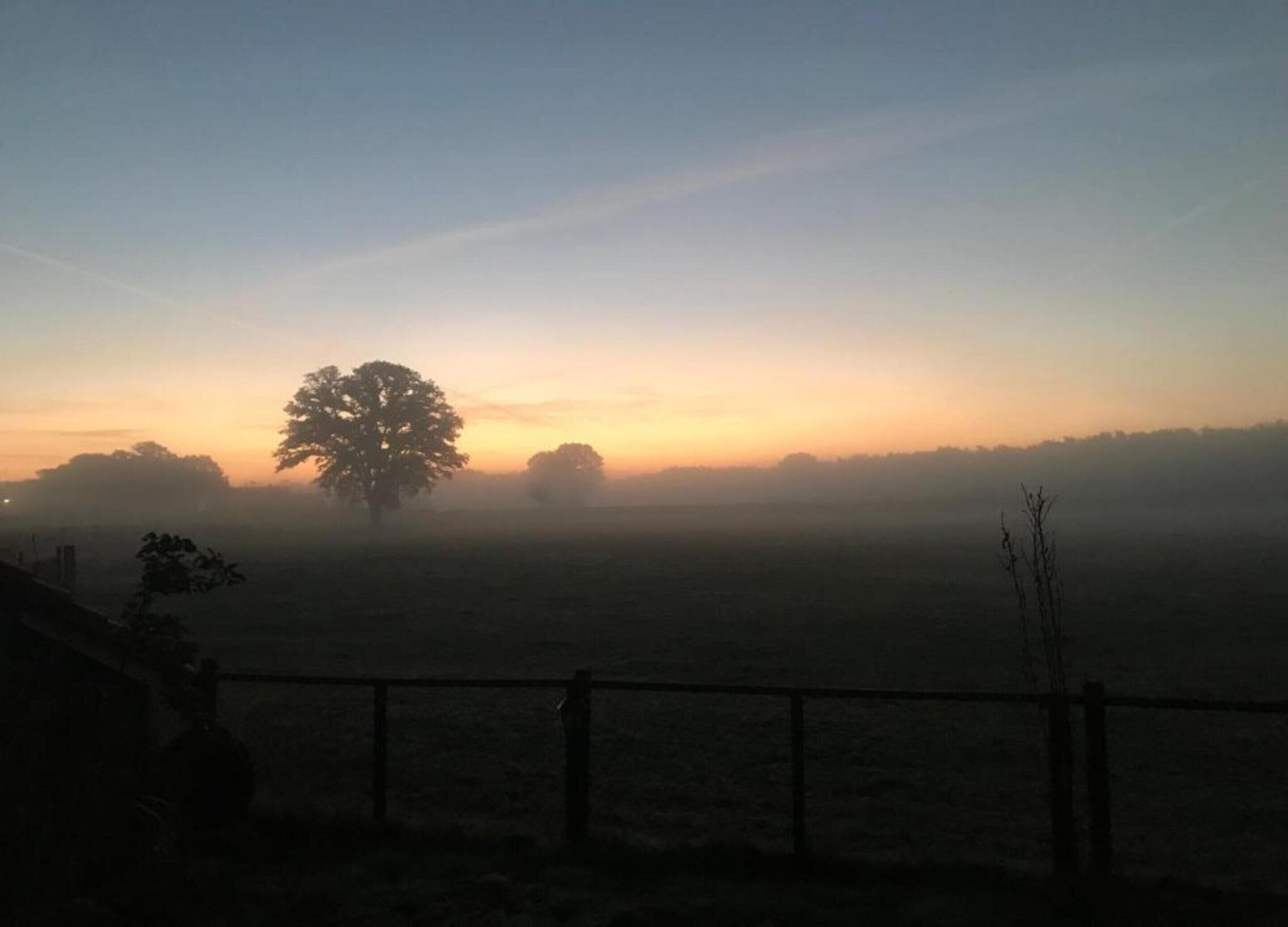A misty landscape with a large tree in the center and a fence in the foreground.