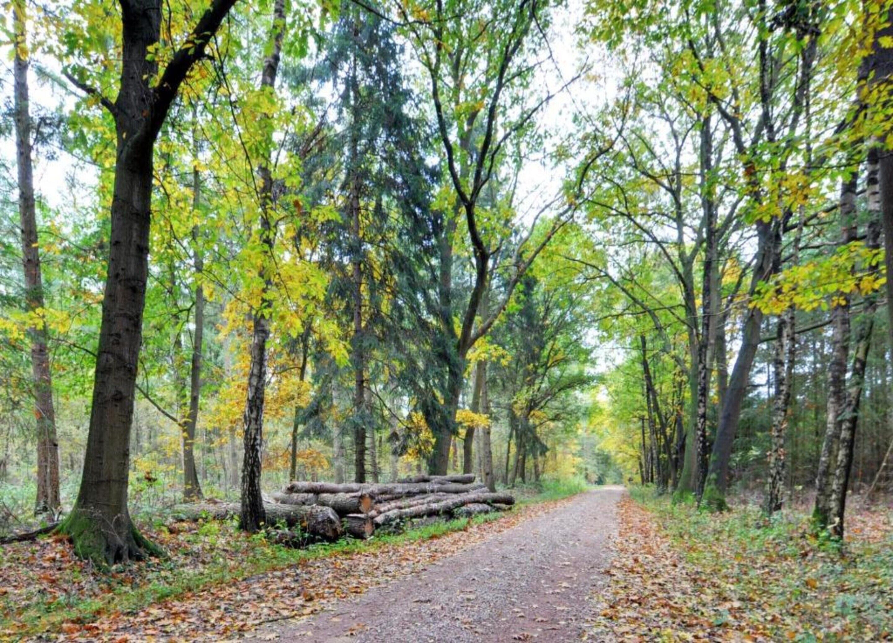 Un sentiero nella foresta, tra alberi e foglie cadute.
