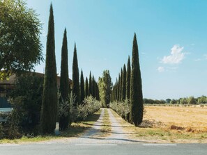 Une route bordée d’arbres hauts et étroits, qui mène à un bâtiment doté d’un toit rouge.