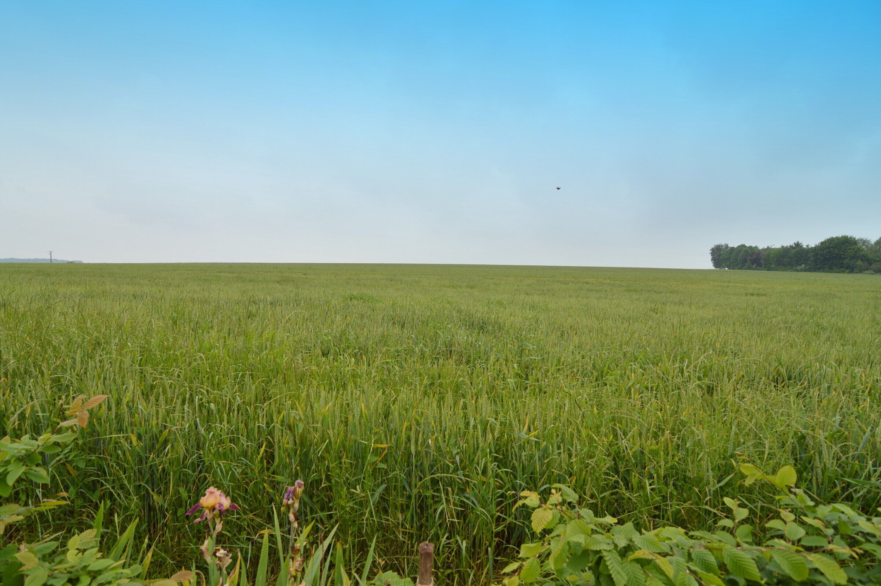 A vast open field with a clear sky.