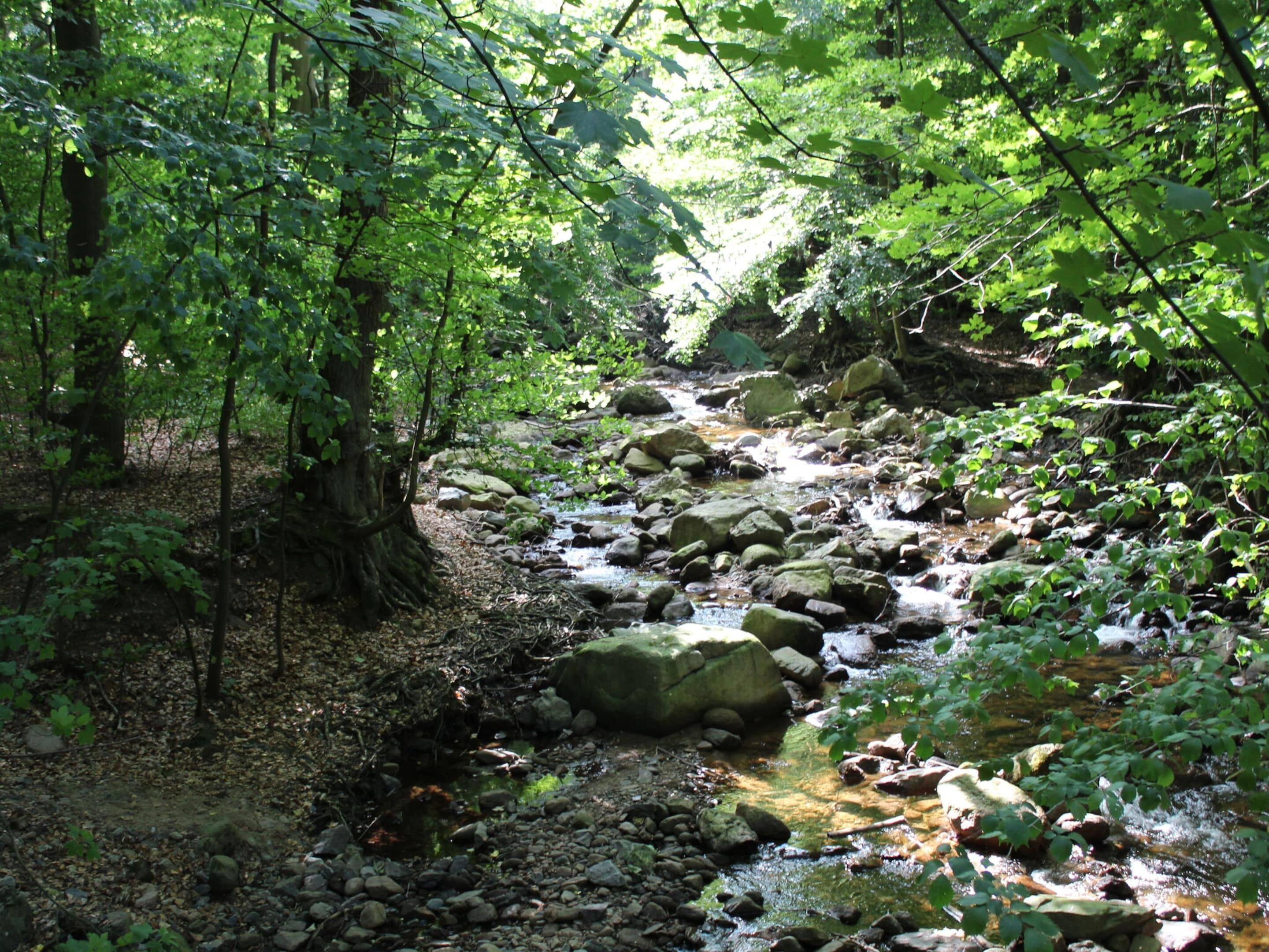 A forest stream with rocks and trees.