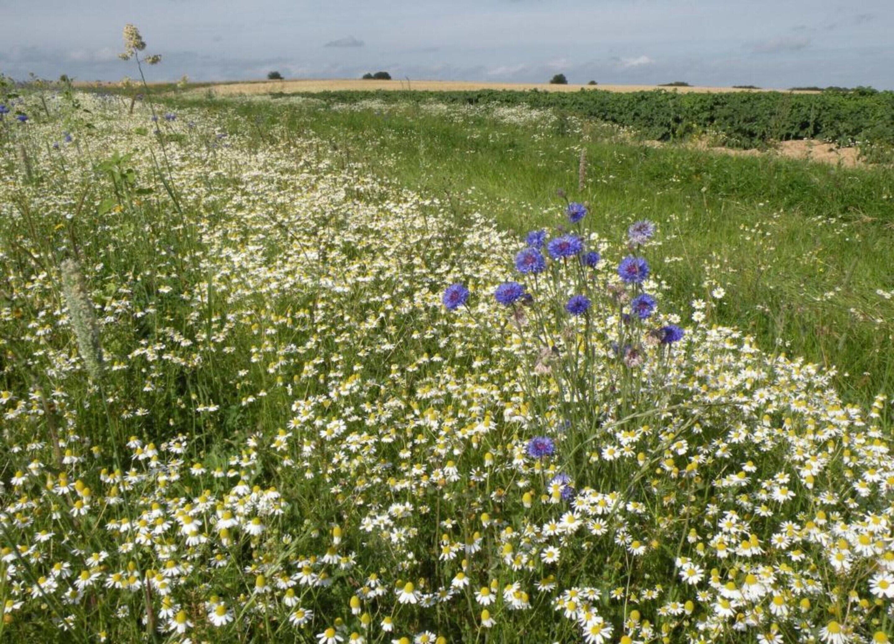 A field of daisies and bluebells with a distant view of a field and trees.
