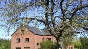 A brick house with a large tree in front, surrounded by a grassy area with yellow flowers.