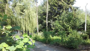 A paved pathway surrounded by dense greenery and trees.