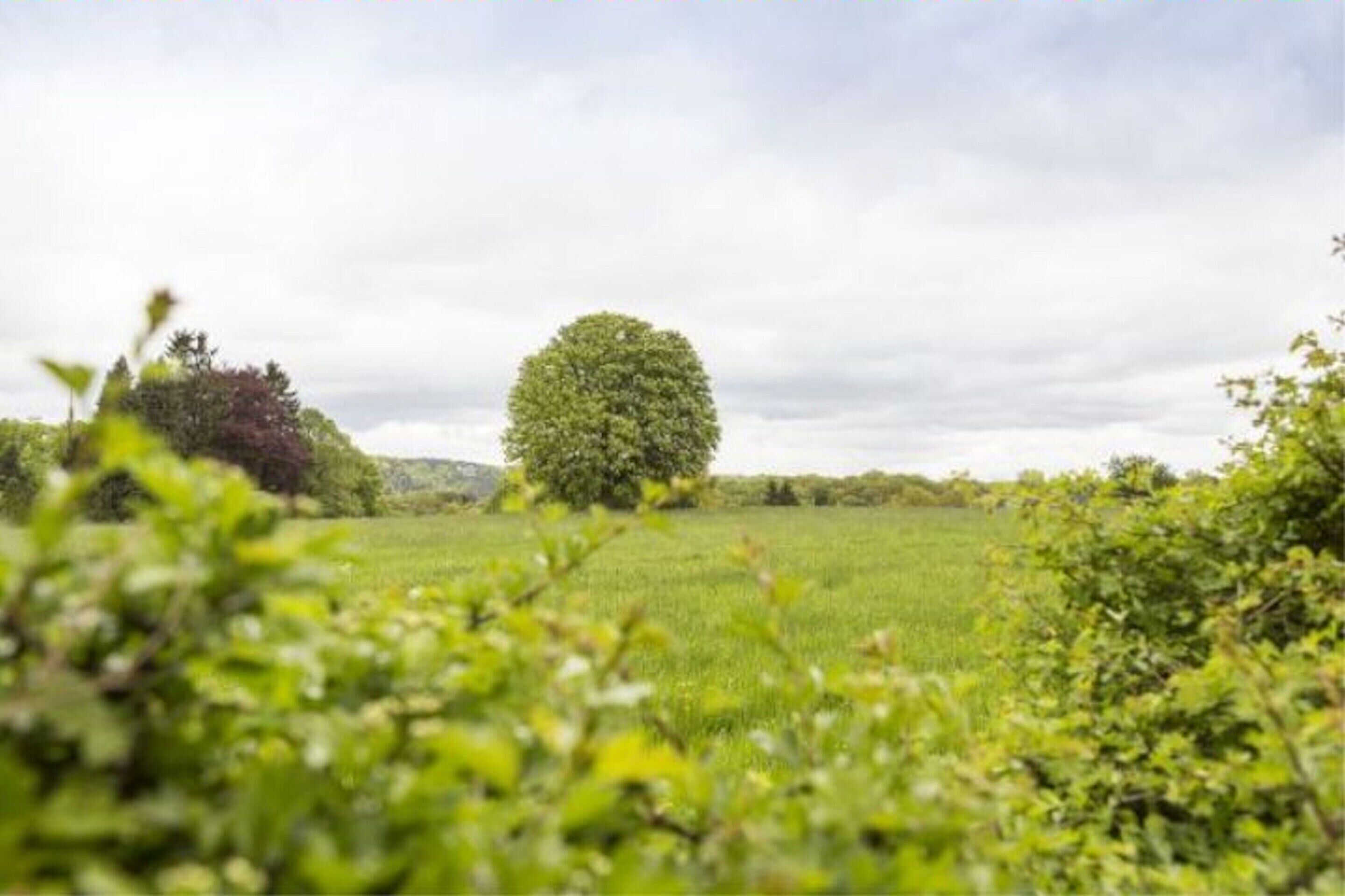 A field with a large tree in the center and a cloudy sky.