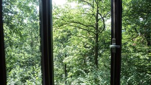 A view through a window of a dense forest with tall trees and thick underbrush. - Quaint Chalet in Petithan With Roofed Pool (Durbuy)