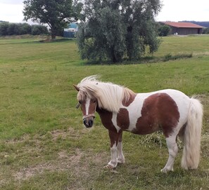 A horse grazes in a serene field surrounded by a tree and a rustic building.
