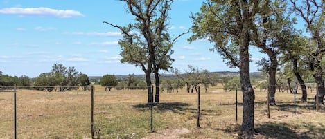 A fenced vineyard with trees and a clear sky.