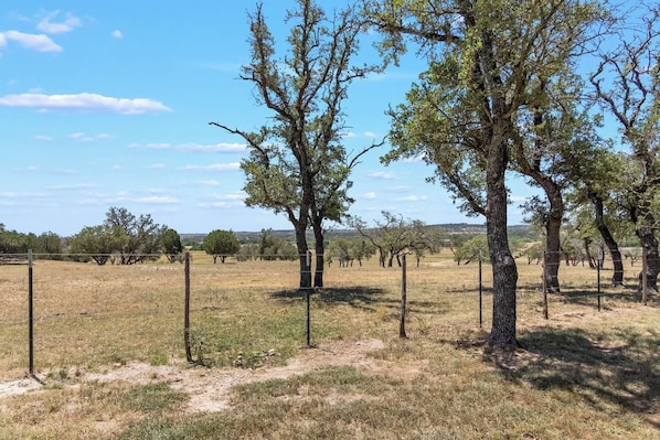 A fenced vineyard with trees and a clear sky.