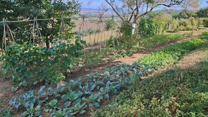 A garden with various plants and trees, a dirt path, and a view of a distant landscape. - Cottage in Montelabbate With Pool & Forest (Montelabbate)