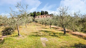 A rural landscape with a building in the background, surrounded by olive trees and a grassy path leading to it.