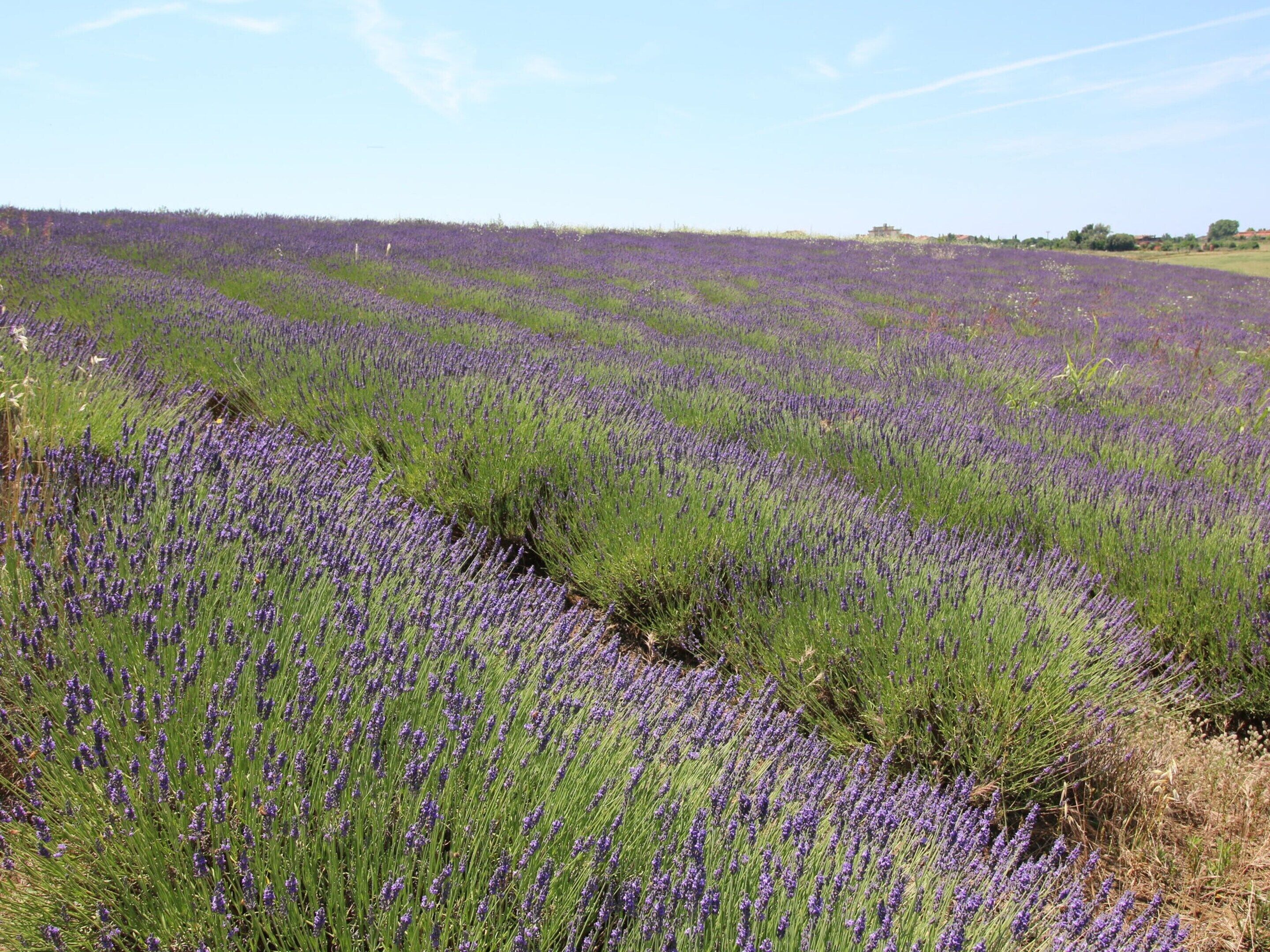 A lavender field with a clear sky.