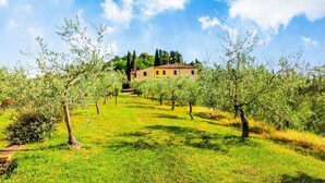 A rural property with a house surrounded by olive trees and a grassy field. - Rustic Farmhouse in Terricciola (Terricciola)