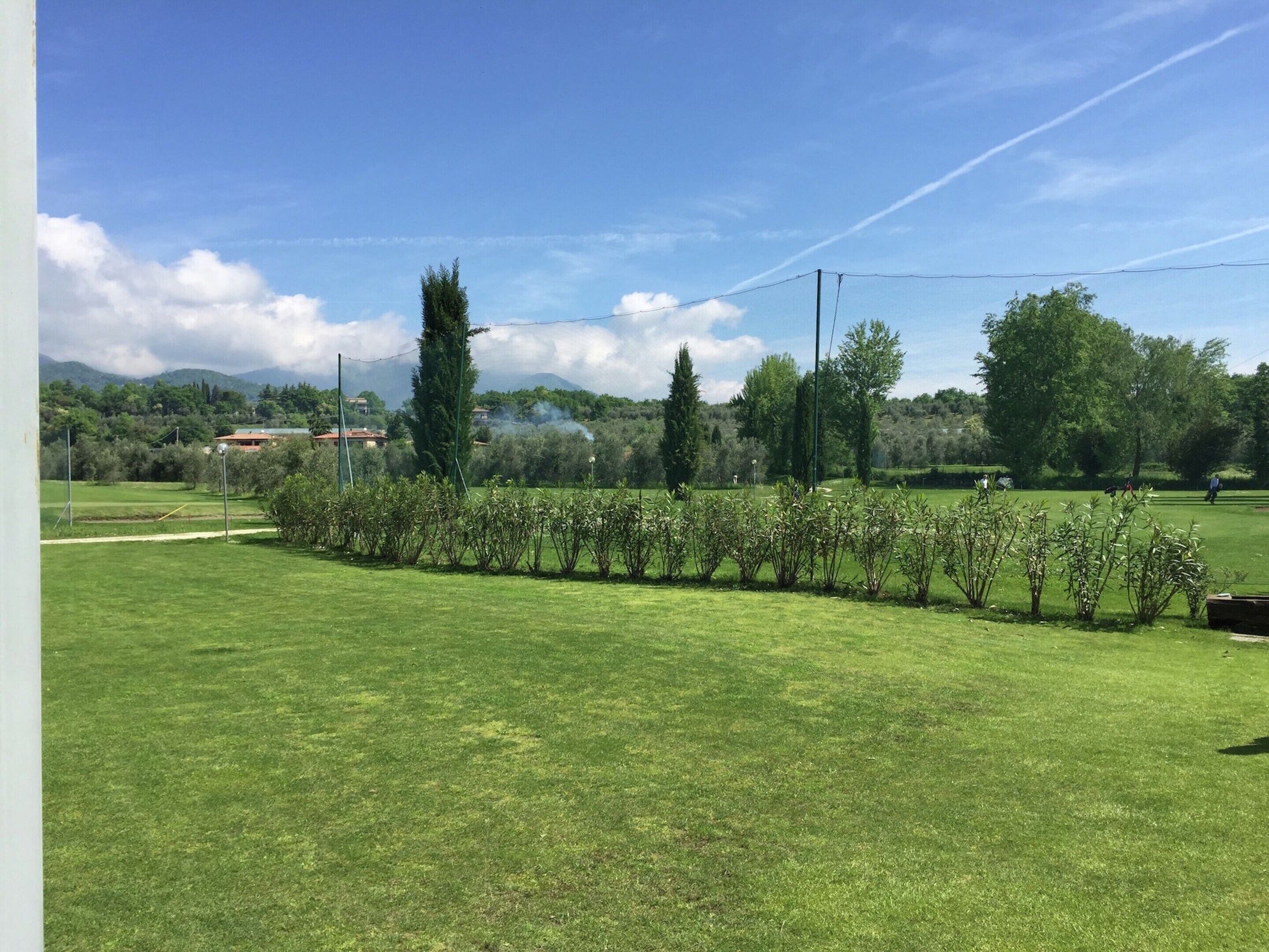 A well-maintained grassy area with a row of shrubs, a tall tree, and a distant building.