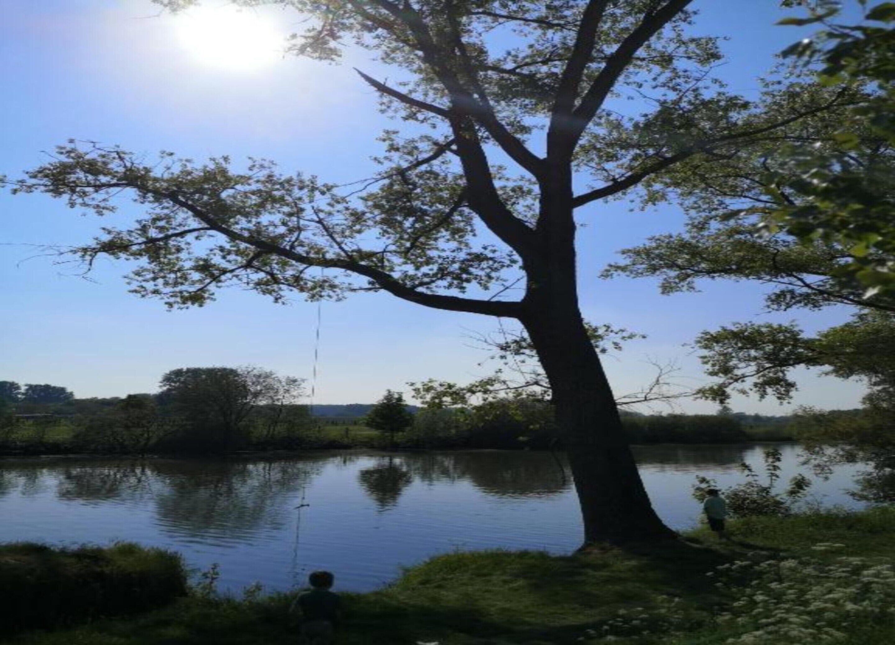 Un árbol junto a un lago tranquilo, con cielo despejado.