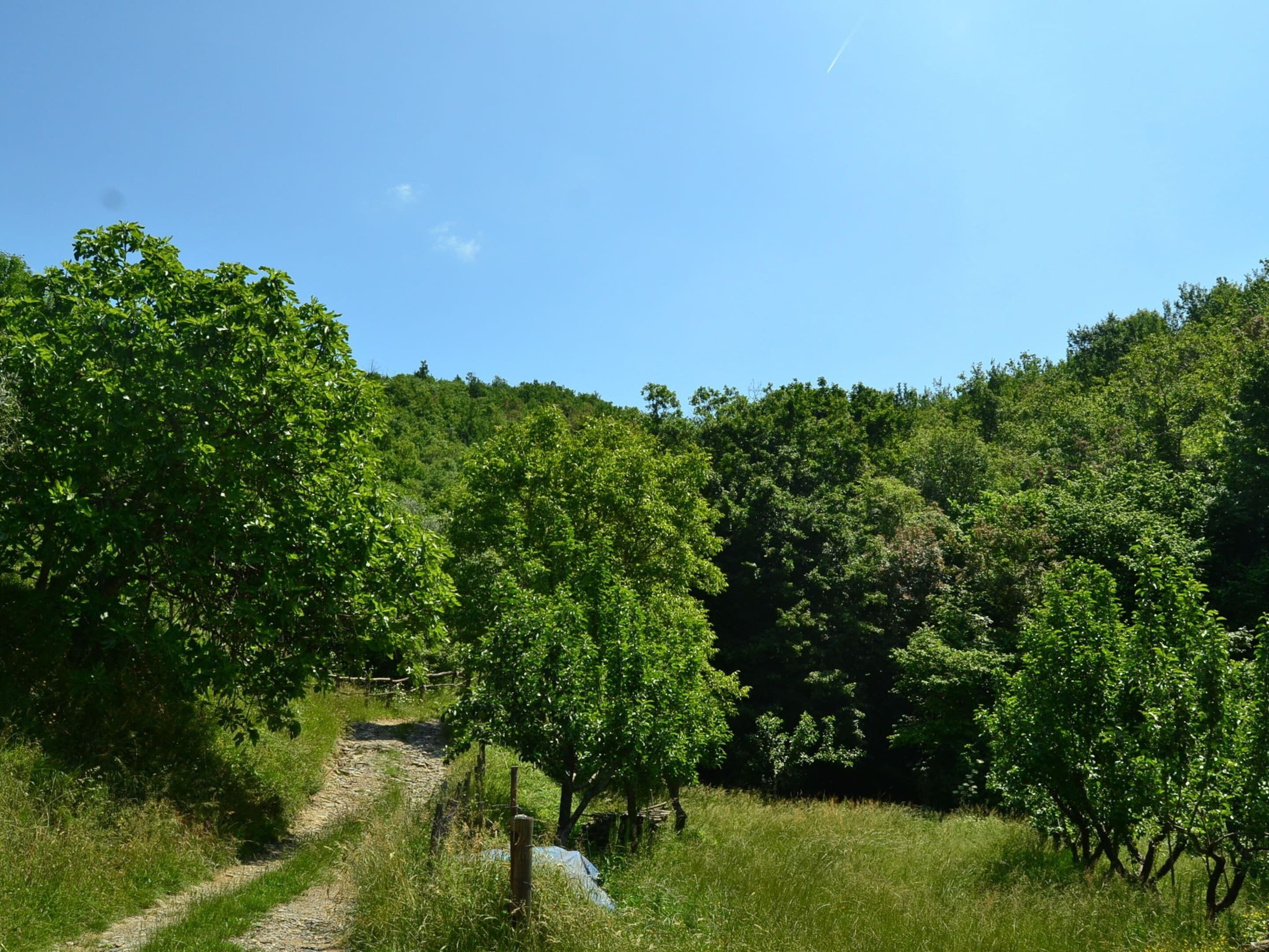 A dirt path leading through a lush, green vineyard with rows of grapevines.