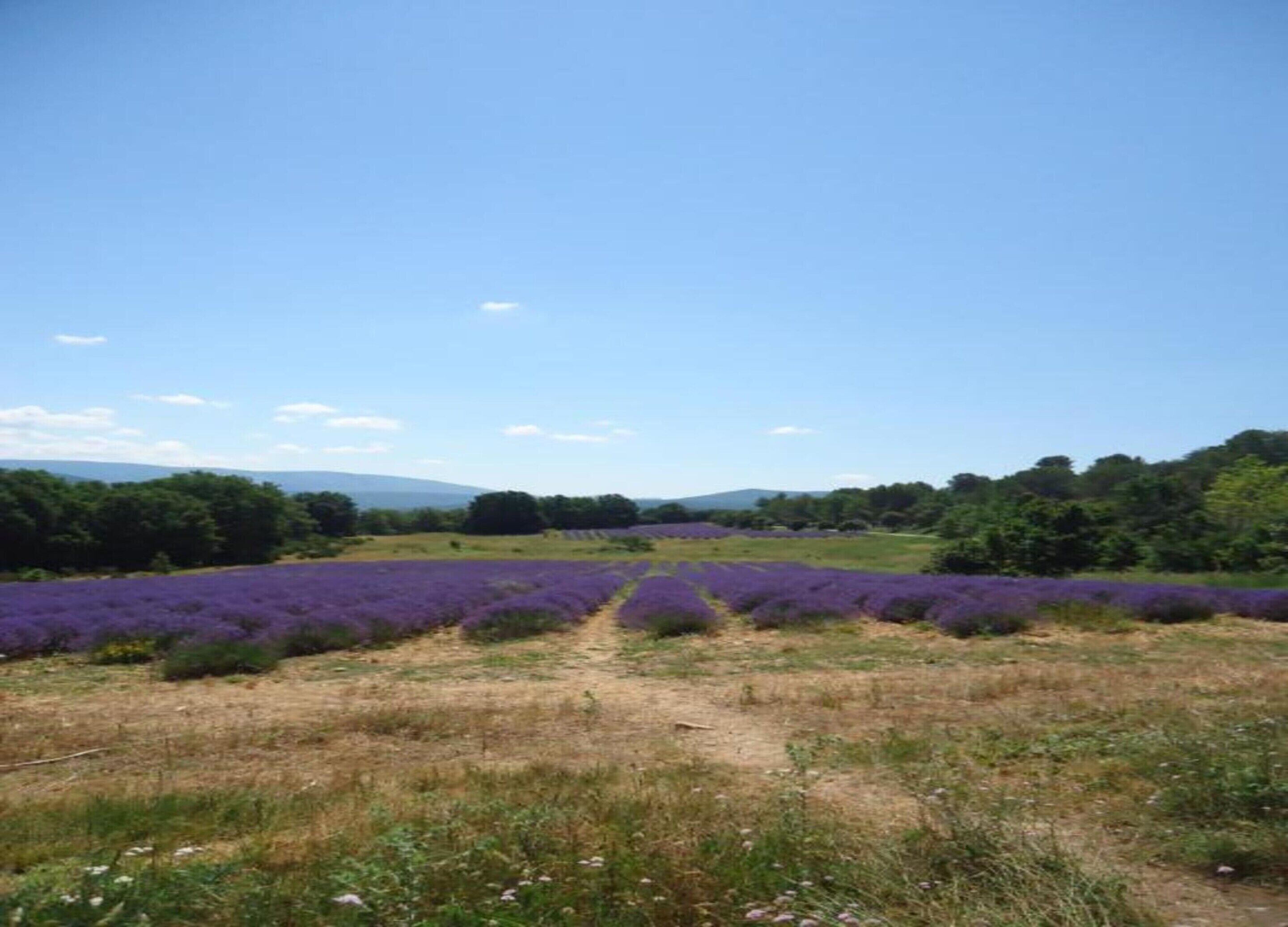 A lavender field with a dirt path leading through it.