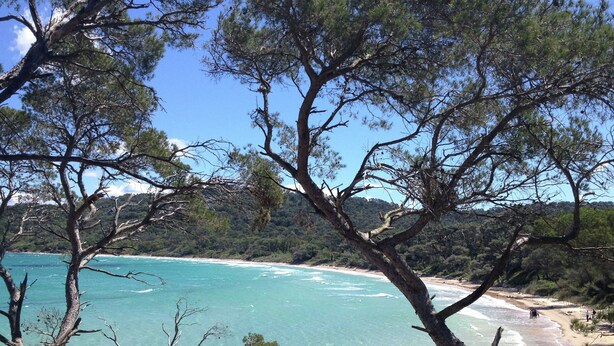 Eine Küstenlandschaft mit klarem türkisblauem Wasser, einem Sandstrand und dichten Kiefernwäldern.