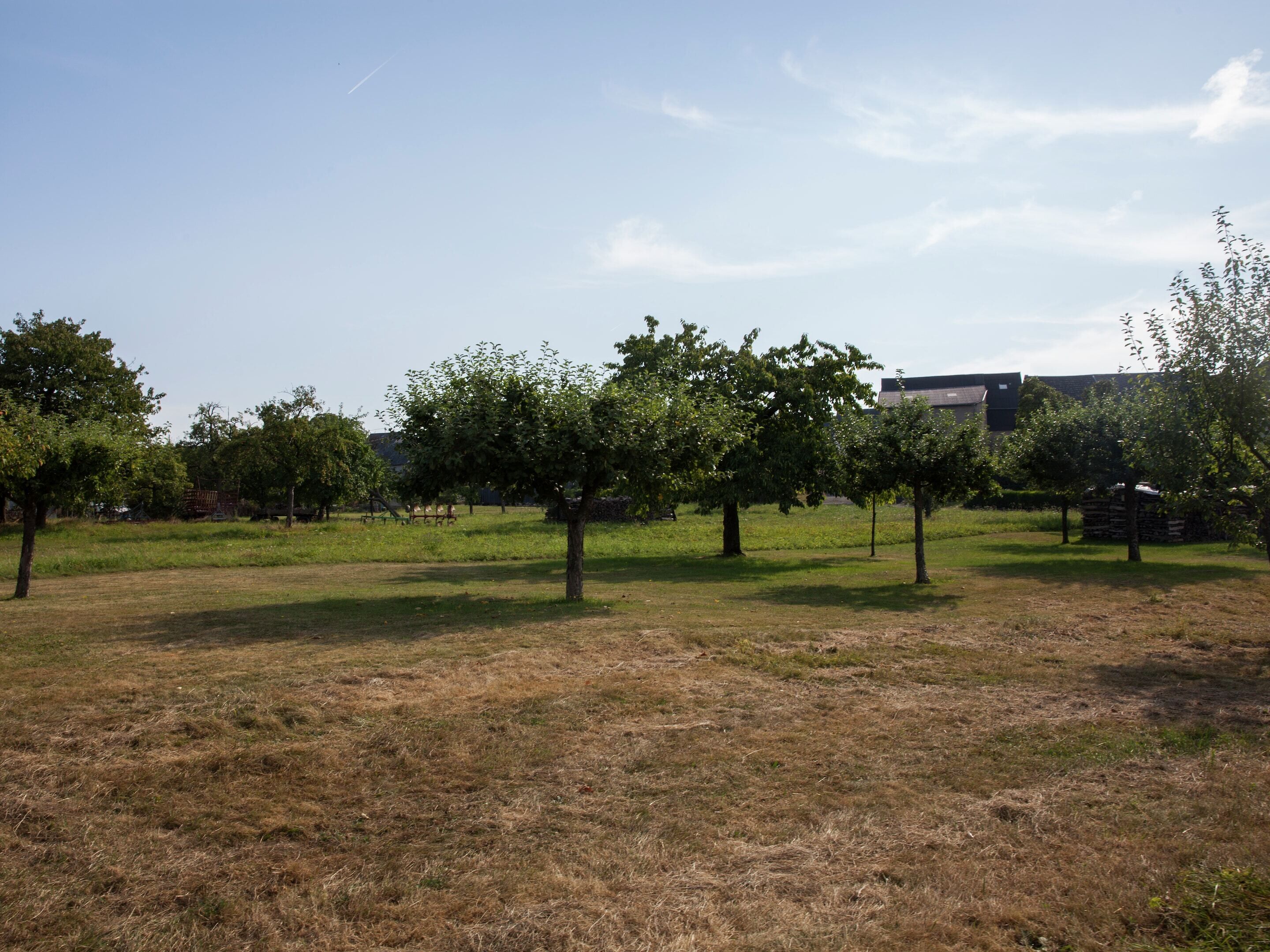 Un espace extérieur avec des arbres et un bâtiment en arrière-plan.
