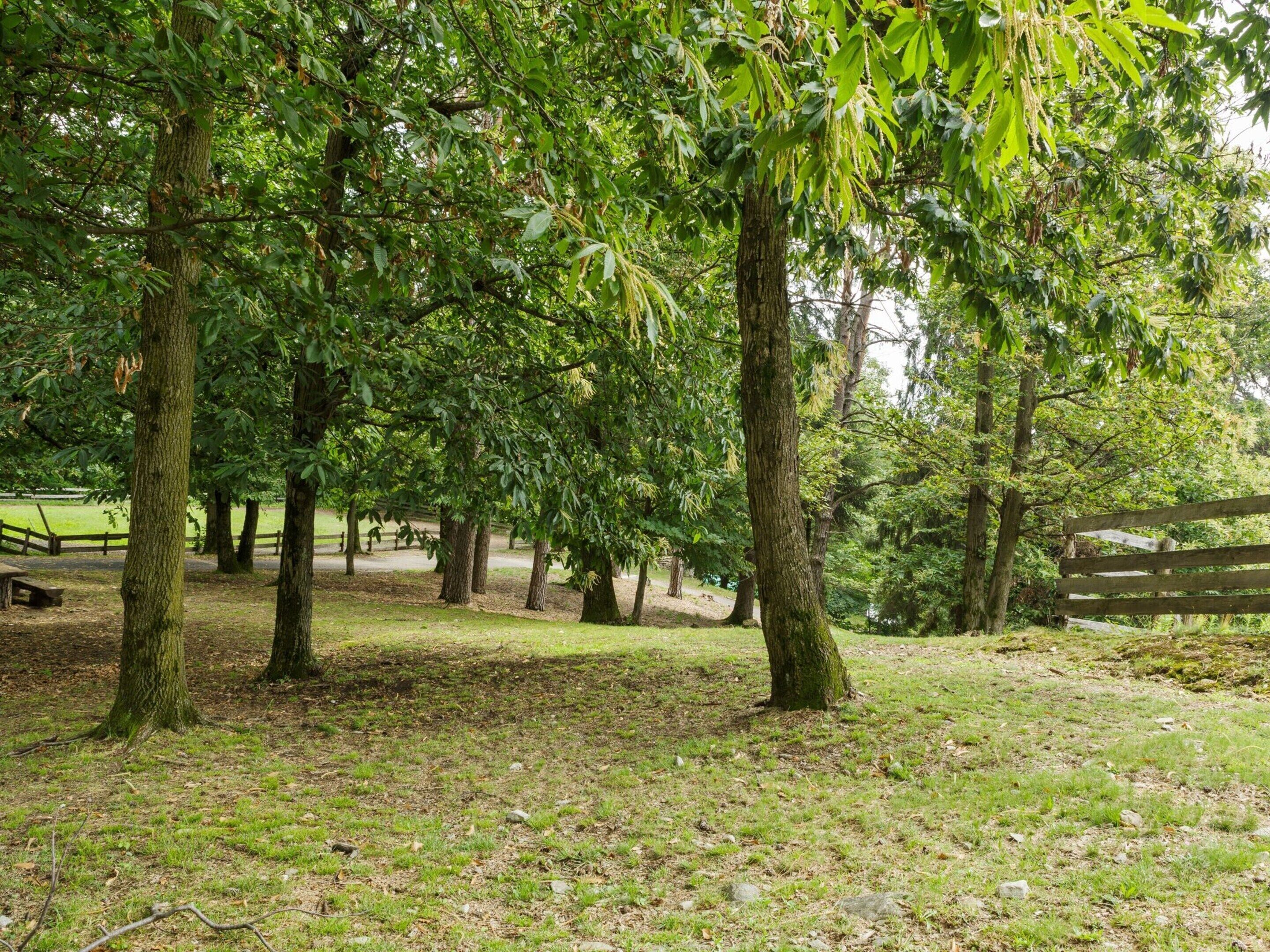 A park with trees, a wooden bench, and a grassy area.