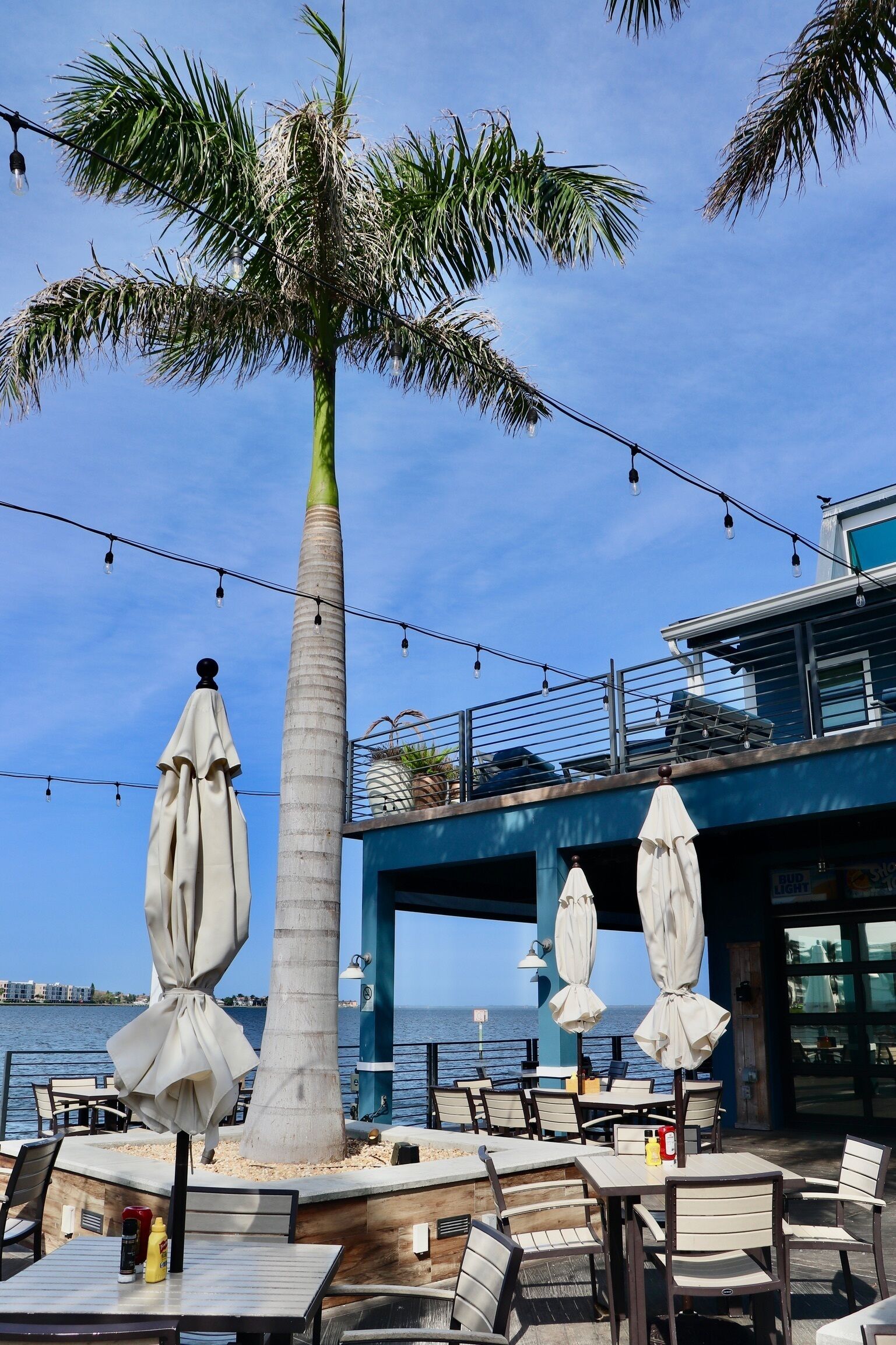 An outdoor seating area with tables and chairs, a palm tree, and umbrellas.