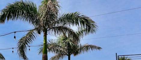 An outdoor dining area with tables and chairs, palm trees, and umbrellas.