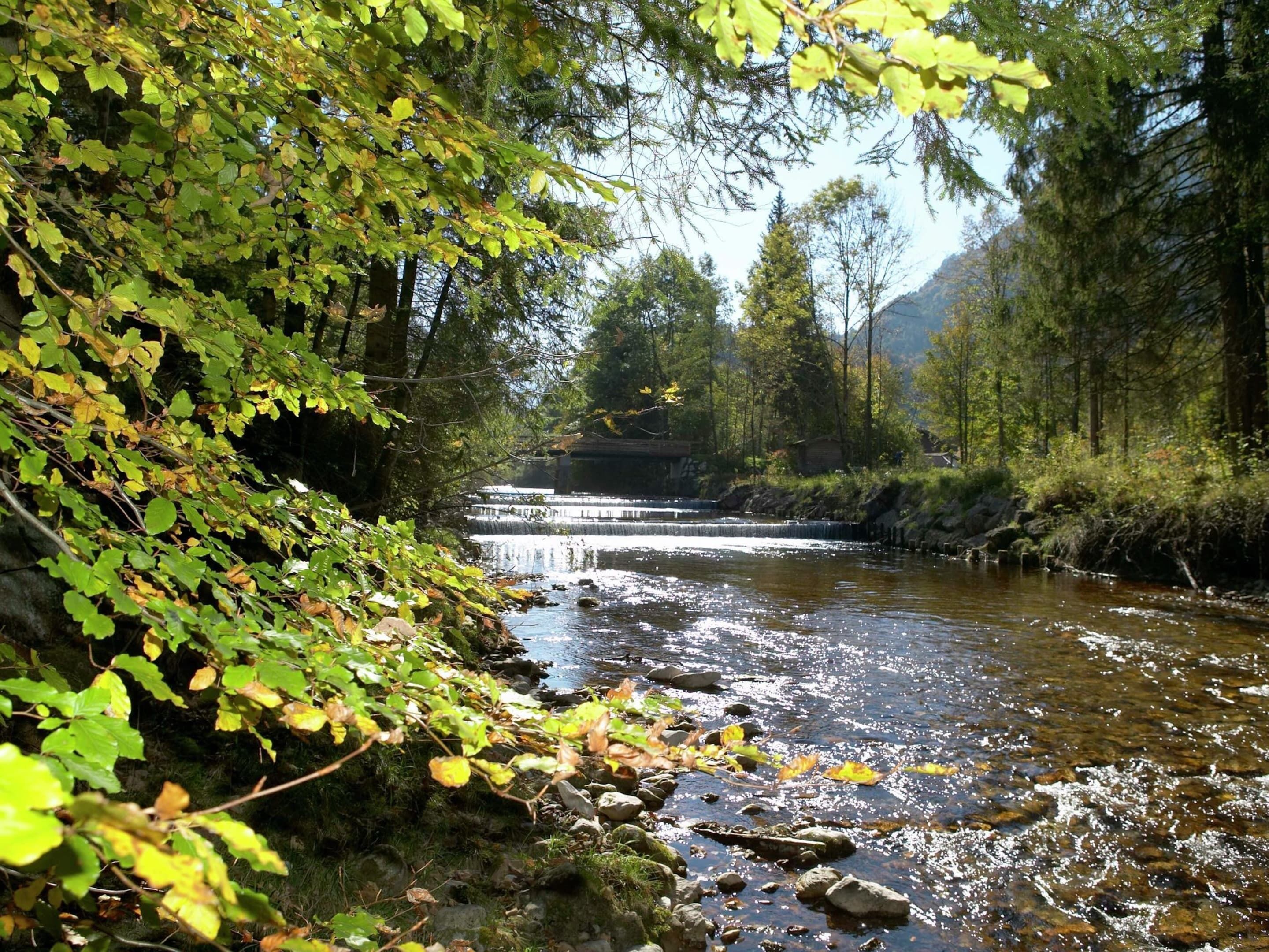 A serene river flowing through a forested area with a waterfall in the background.