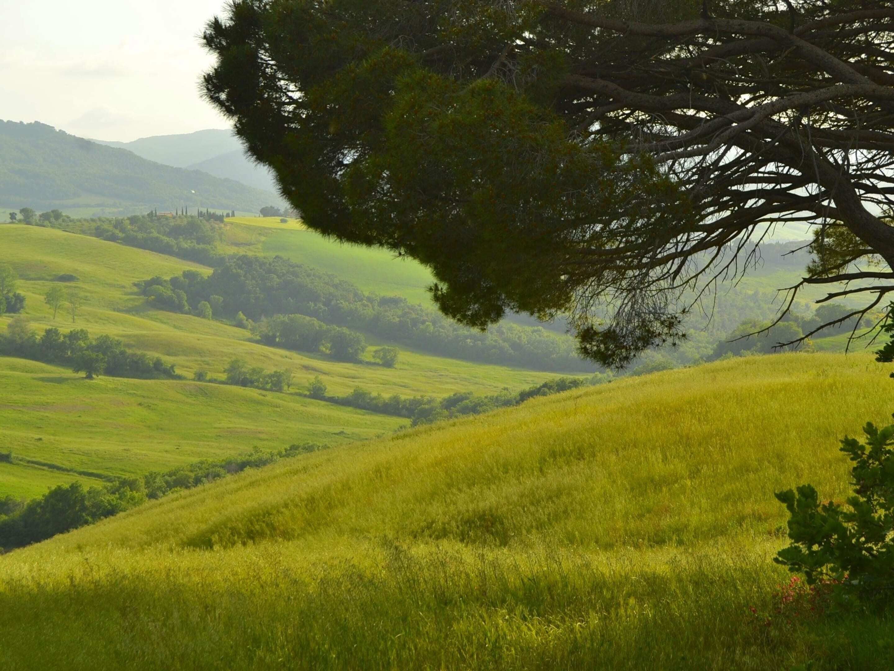Un paysage composé de douces collines verdoyantes, avec un arbre imposant au premier plan.