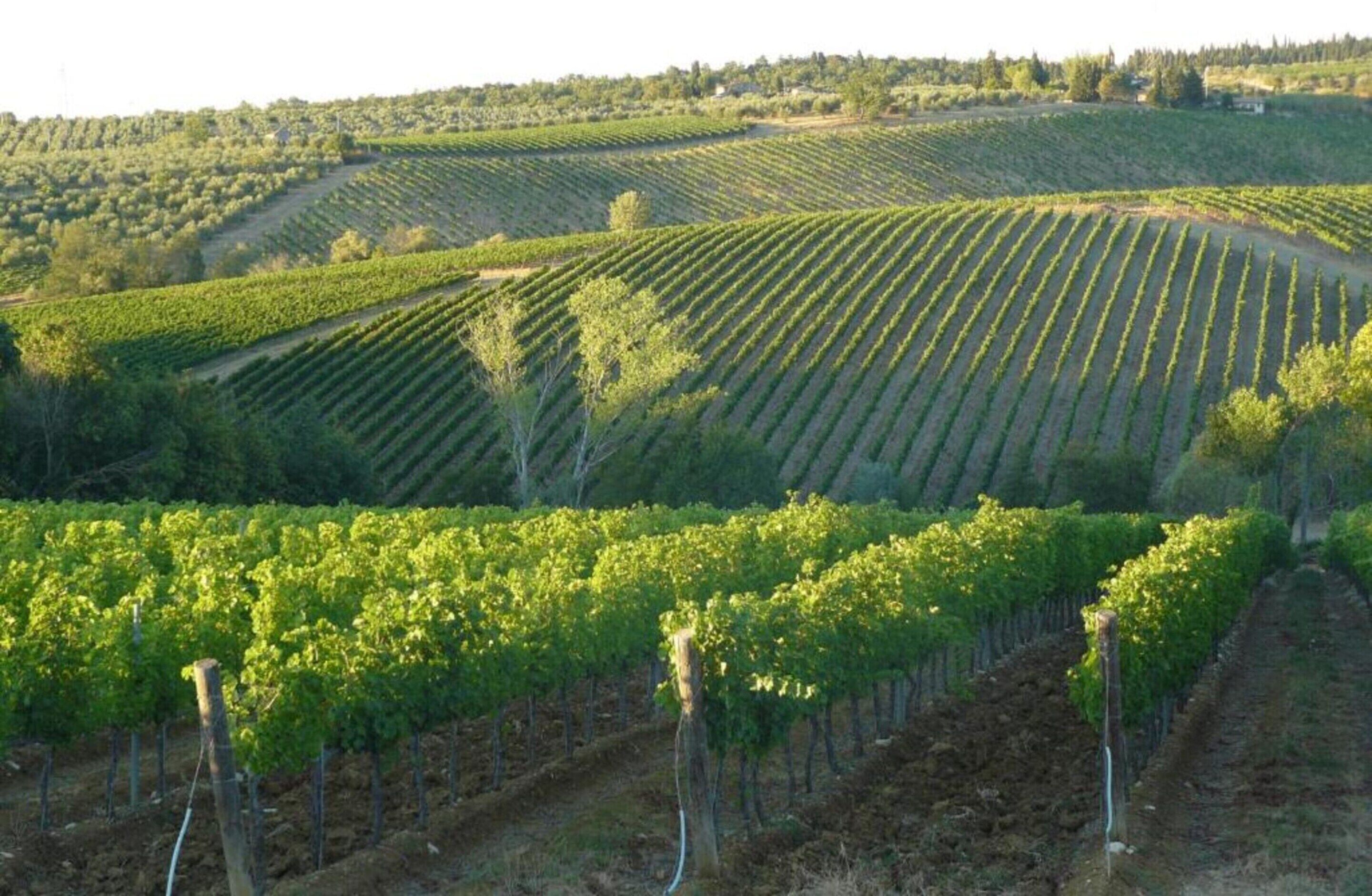 A vineyard with rows of grapevines.