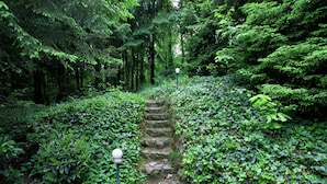 A stone pathway flanked by dense green foliage, leading into a forested area. - Forest Chalet in Lanklaar (Dilsen-Stokkem)