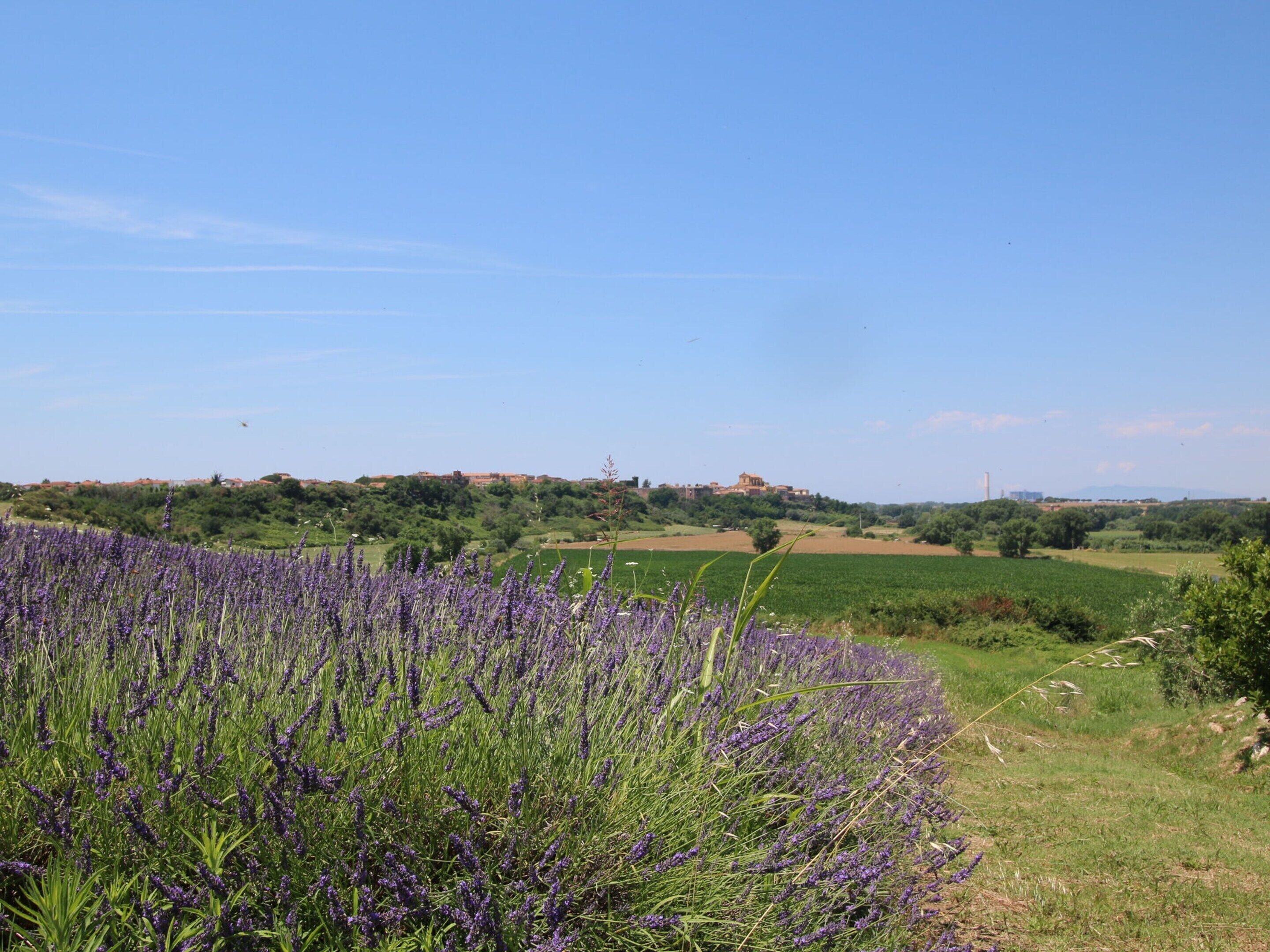 Un champ de lavande avec, au loin, une construction perchée sur une colline.