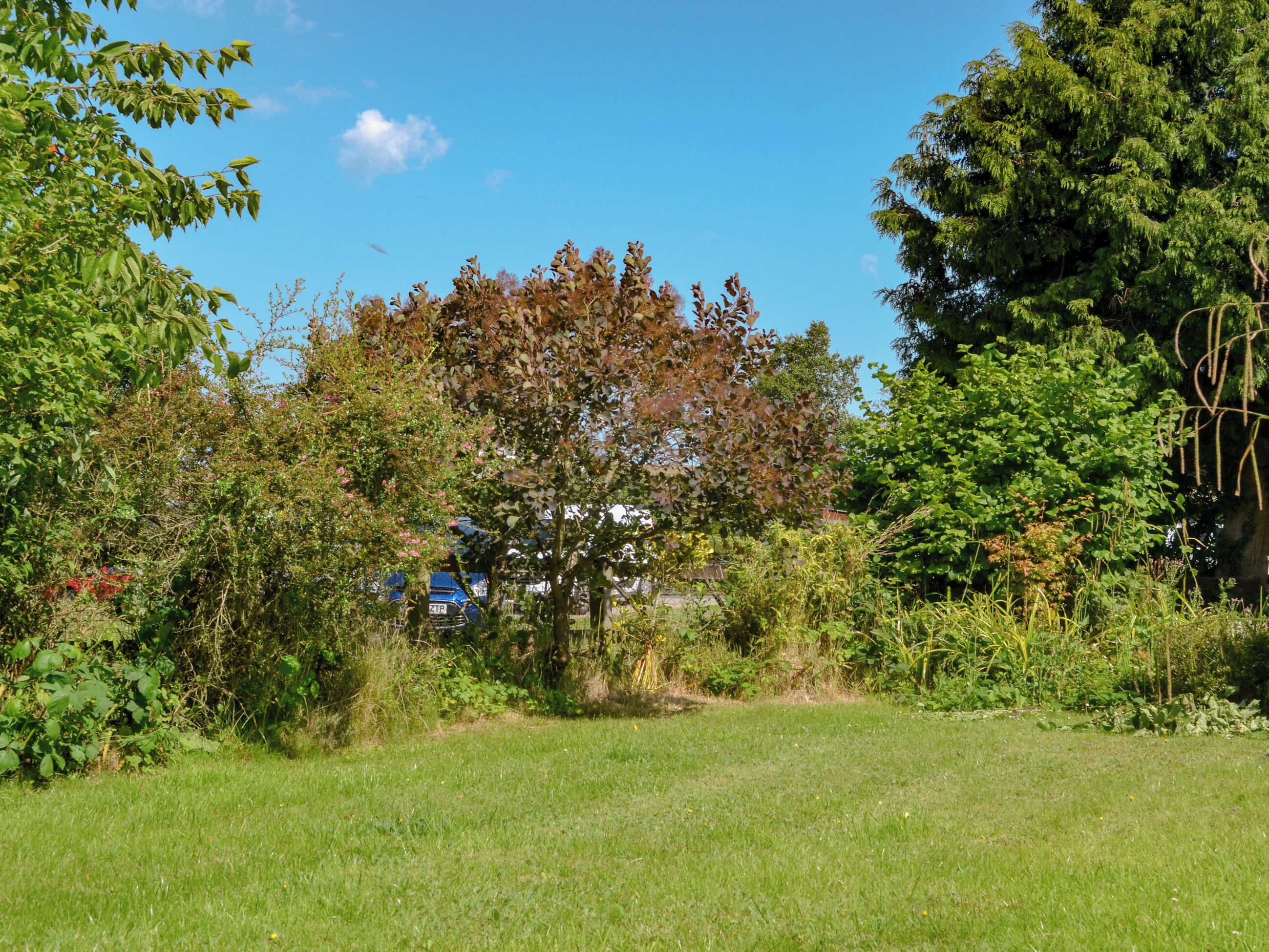 A grassy field with trees and shrubs.