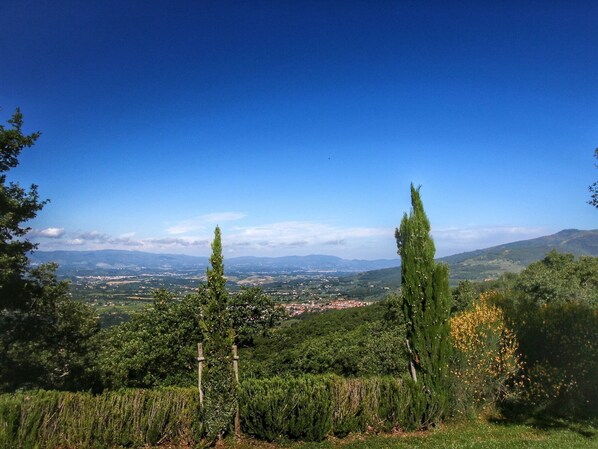 A vineyard with tall cypress trees and a view of a town in the distance.