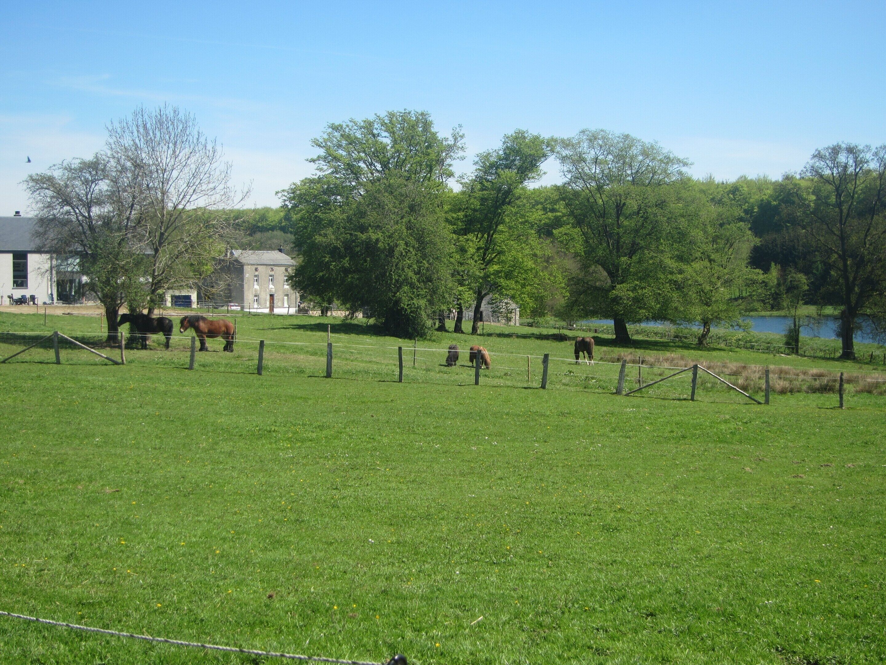 A grassy field with a few horses, a building in the background, and a body of water.