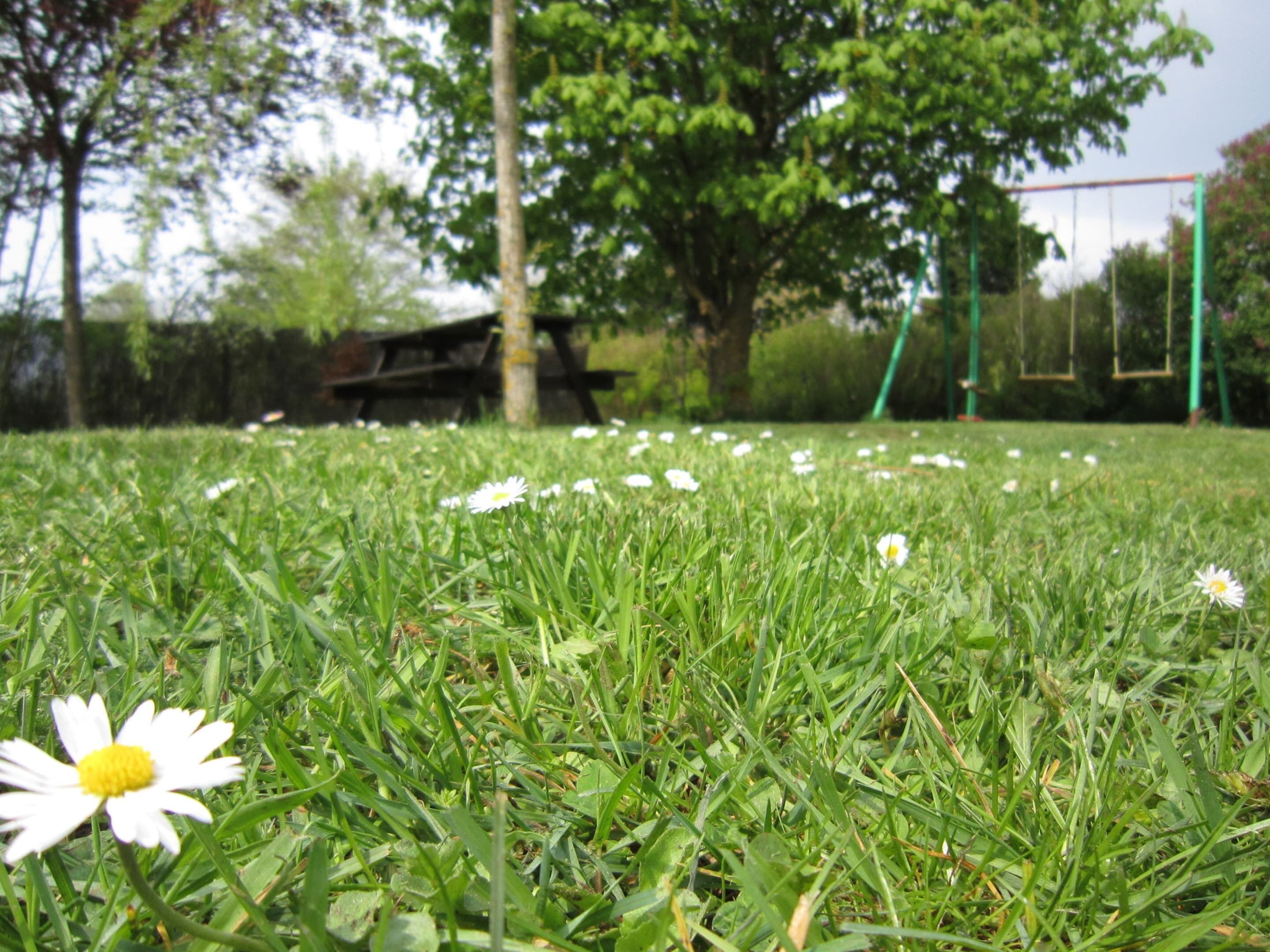 A grassy area with white flowers and a swing set in the background.