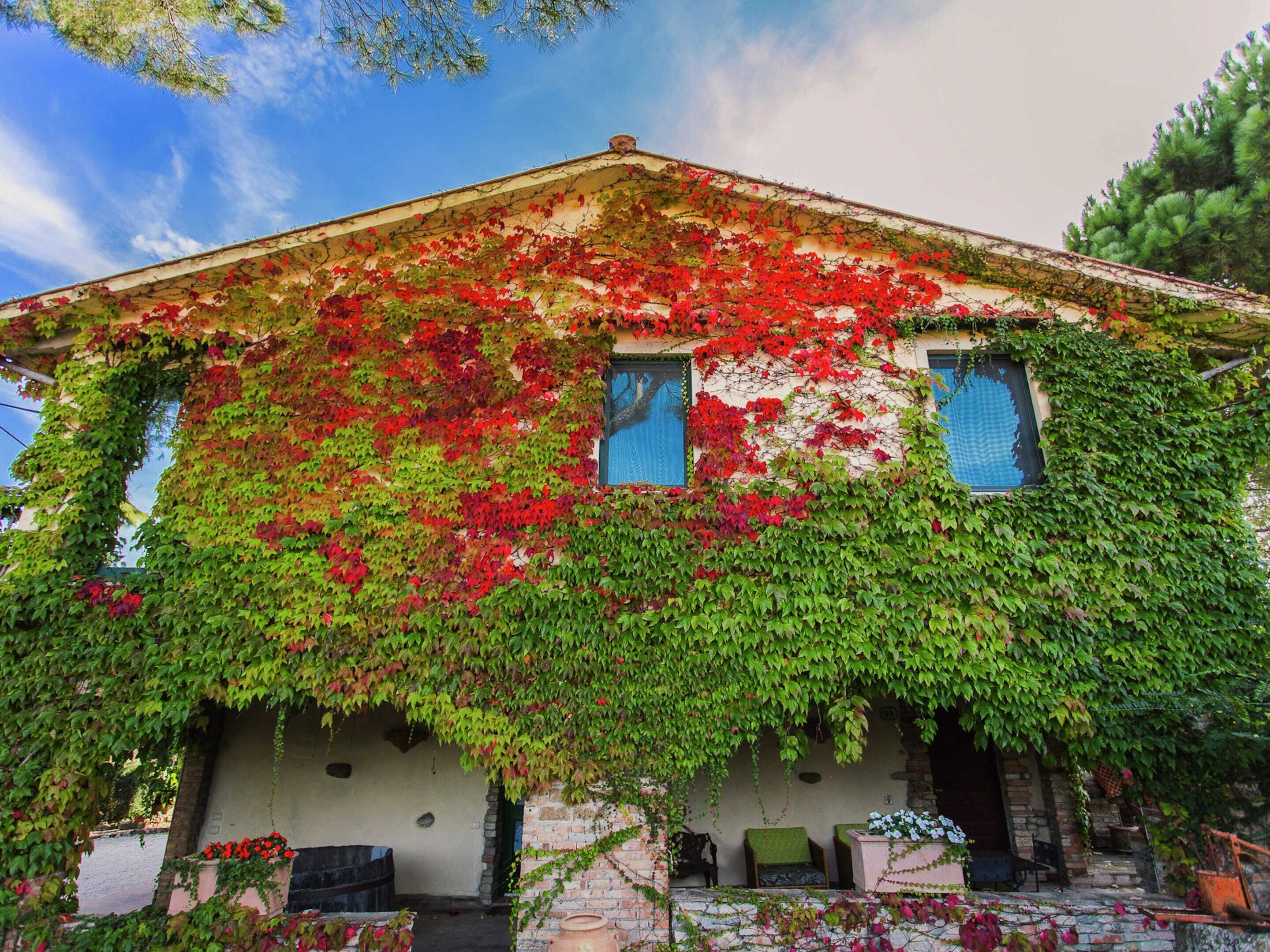 A building covered in green and red ivy, with two windows and a small porch area.