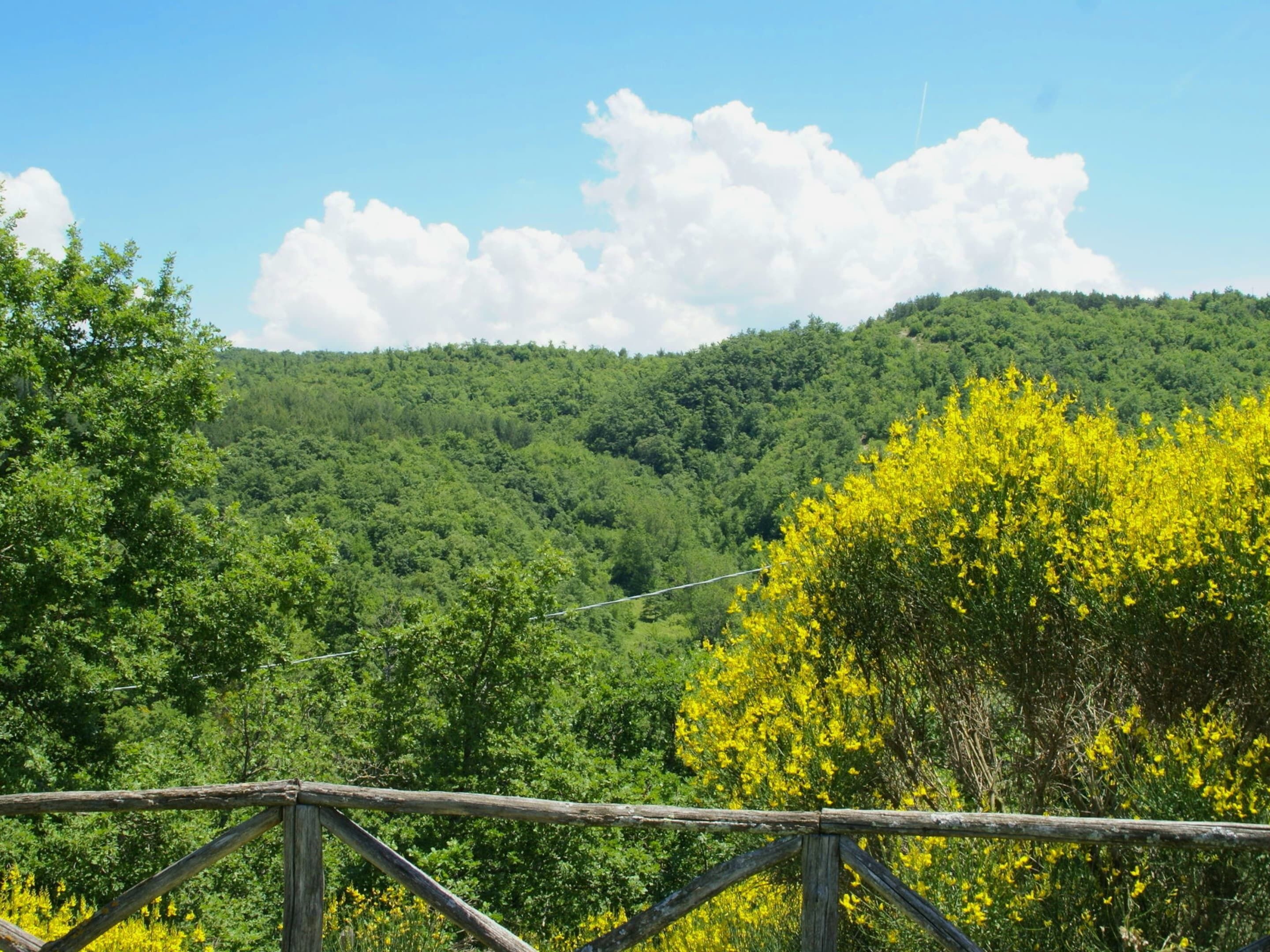 A lush green landscape with a wooden fence in the foreground.