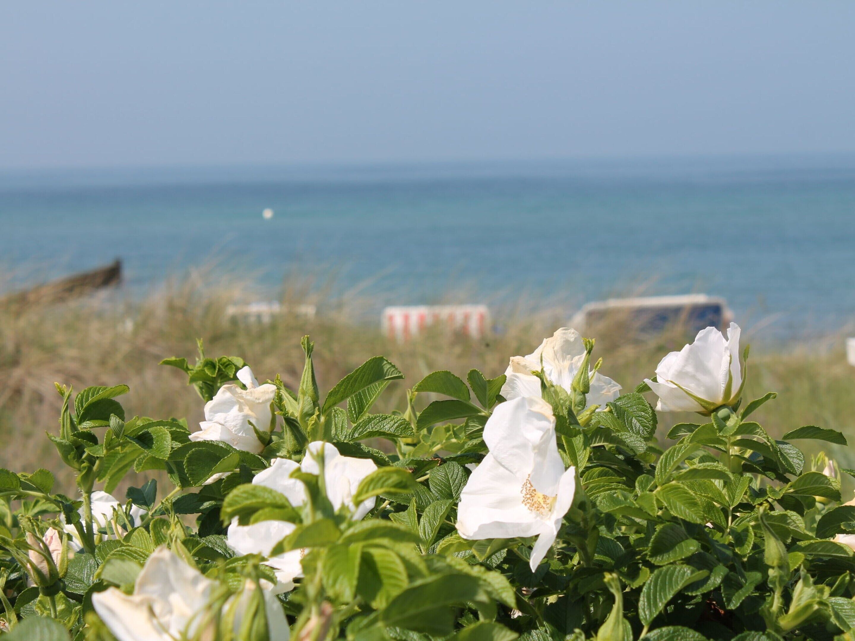 Uitzicht op de kust, met witte bloemen op de voorgrond en een heldere blauwe zee op de achtergrond.