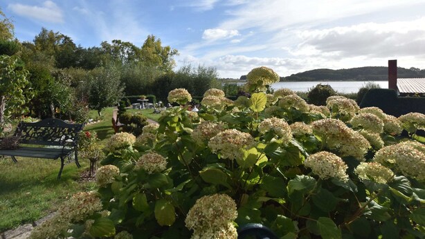 A garden with hydrangea flowers, a bench, and a view of a lake. - Bootshaus Direkt am See mit Eigenem Steg an der Ostsee (Sternberg)