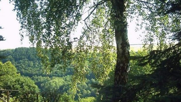 Maaseutumaisema, jossa on puu ja heinäpaali.