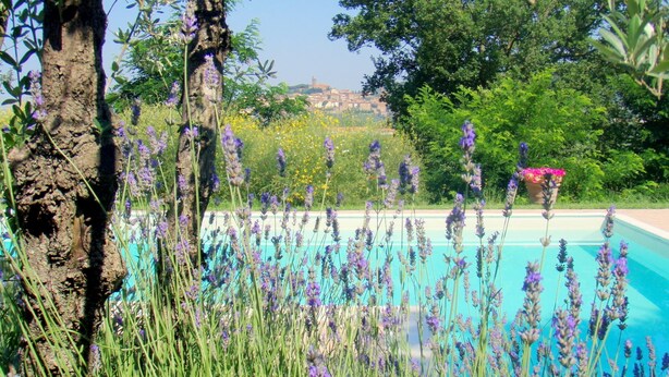 A pool surrounded by lavender plants and trees. - Cozy Holiday House With Terrace (Castiglion Fiorentino)