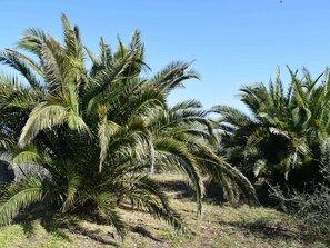 Een natuurlandschap met palmbomen en droog gras.
