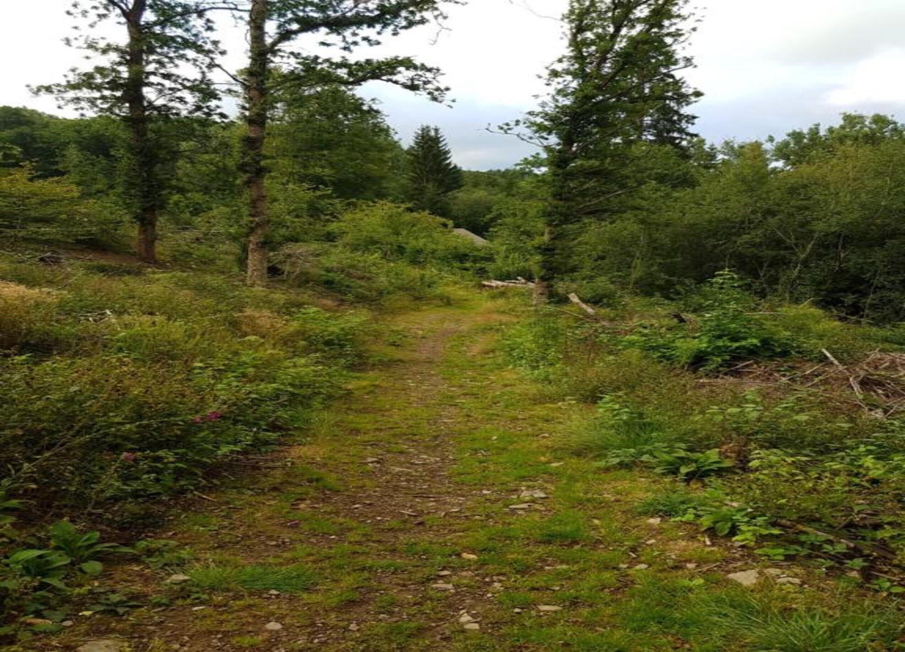 Ein bewaldeter Wanderweg mit dichter Vegetation und Bäumen.