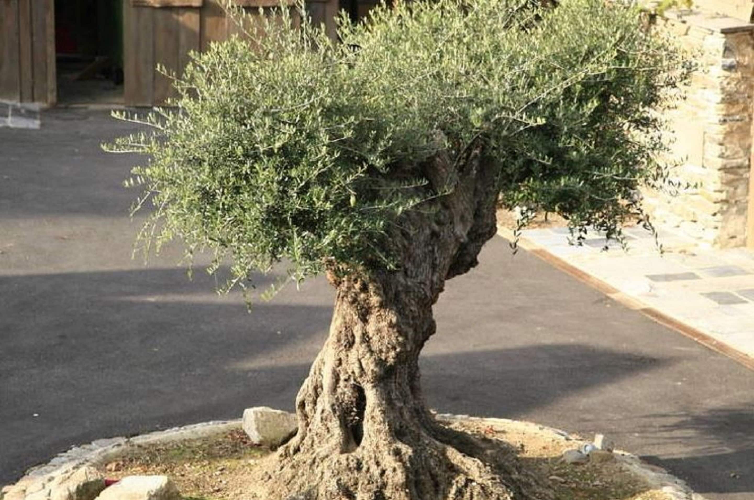 Huis | Terrein van de accommodatie