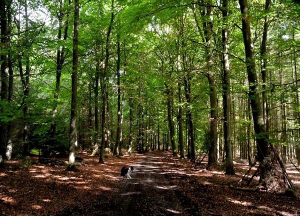 Ferienhaus | Blick von der Unterkunft