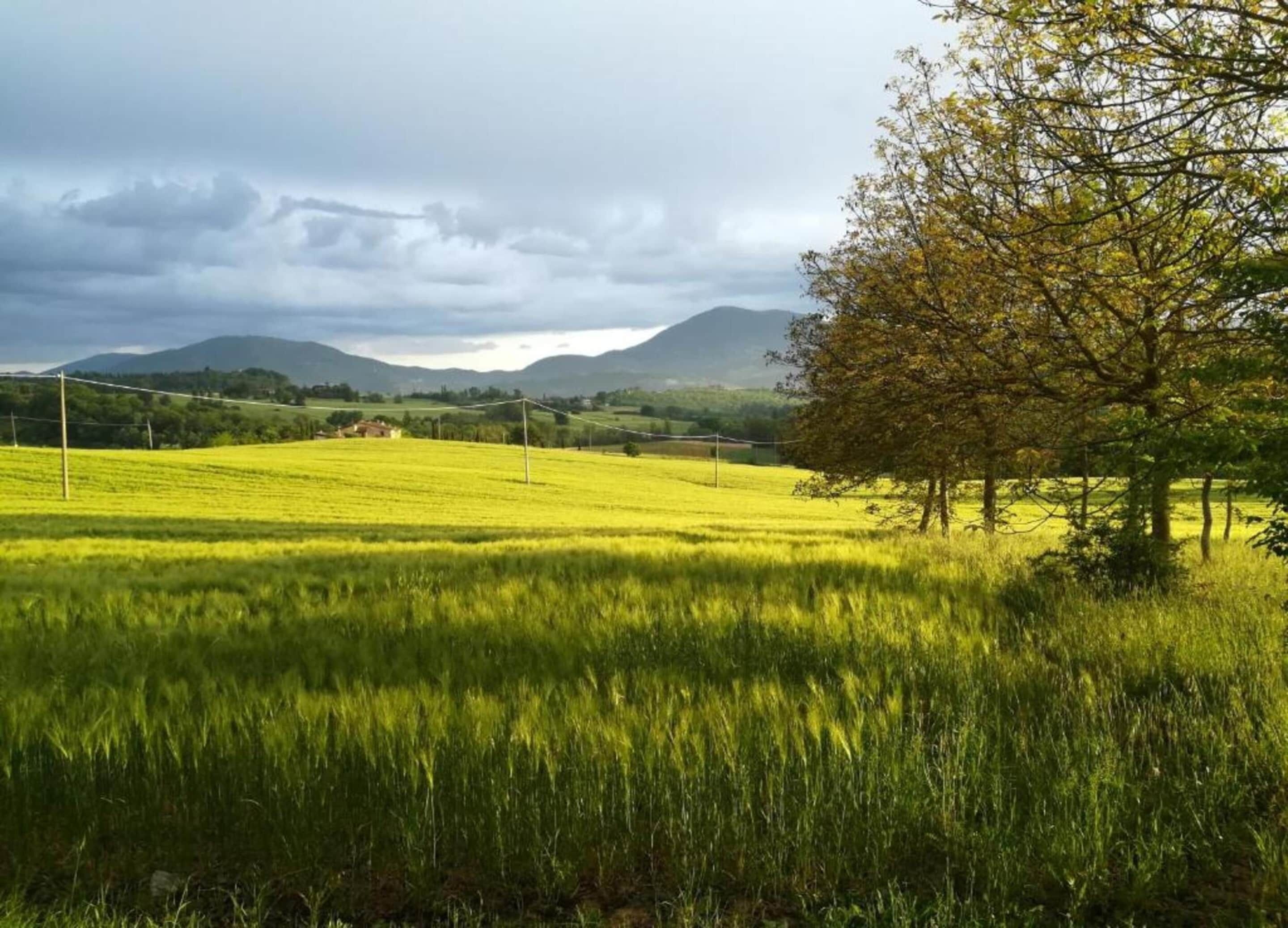 Paisaje rural con un campo, un árbol y montañas distantes bajo un cielo nublado.
